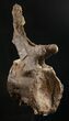 Diplodocus Caudal (Tail) Vertebra - Dana Quarry #10143-4